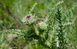 genus Carduus