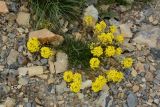 Erysimum humillimum
