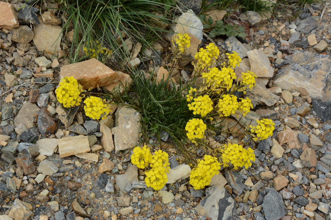 Image of Erysimum humillimum specimen.