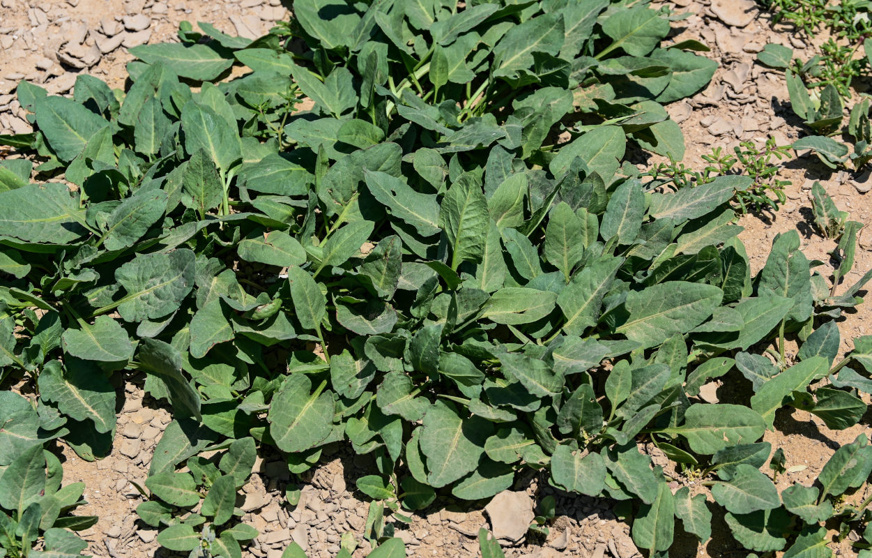 Image of Rumex spinosus specimen.