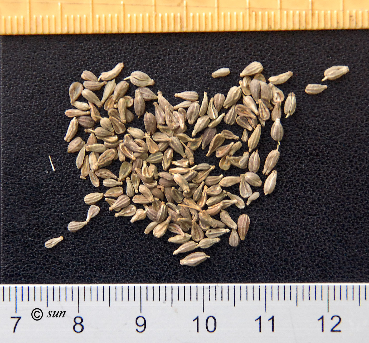 Image of Pimpinella anisum specimen.