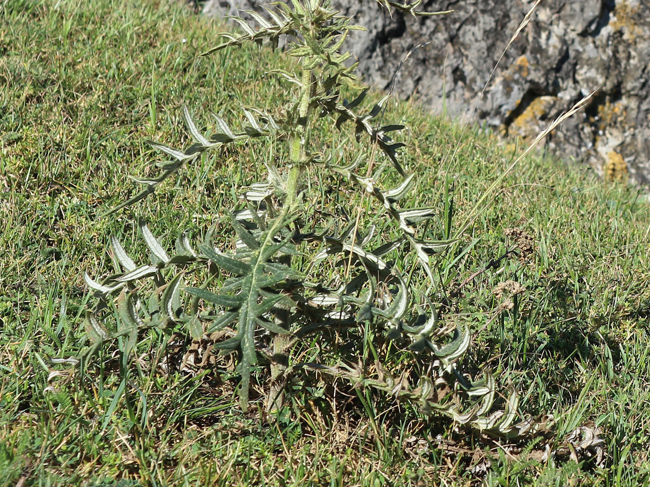Изображение особи Cirsium ciliatum.