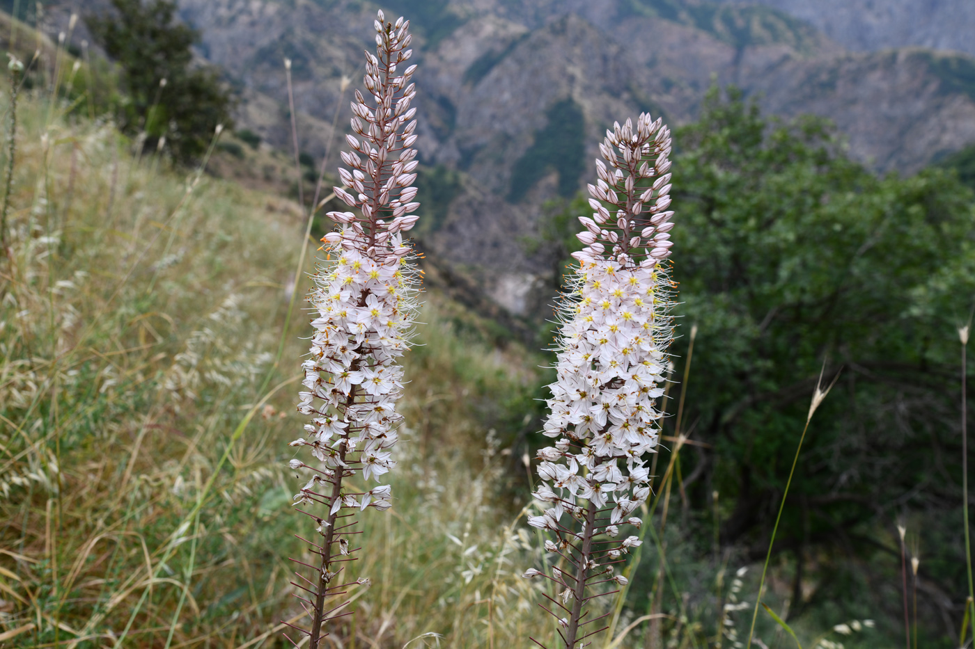 Изображение особи род Eremurus.