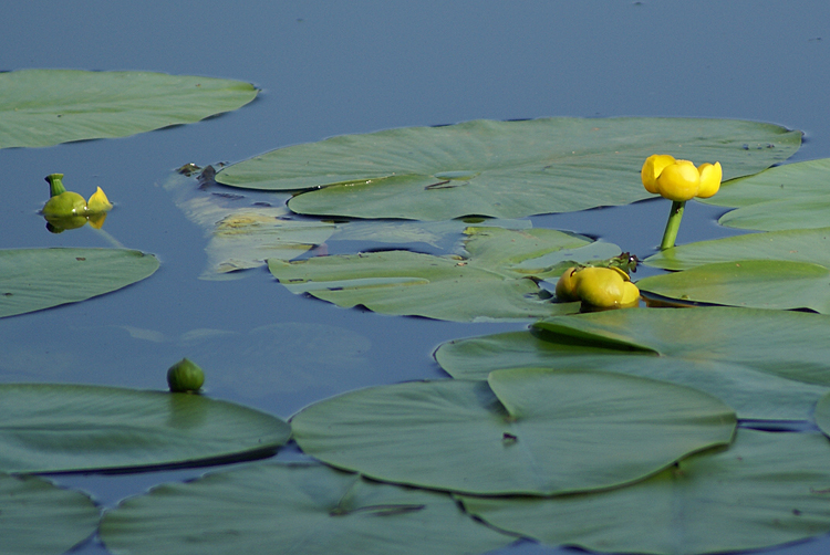 Image of Nuphar lutea specimen.