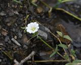 семейство Caryophyllaceae