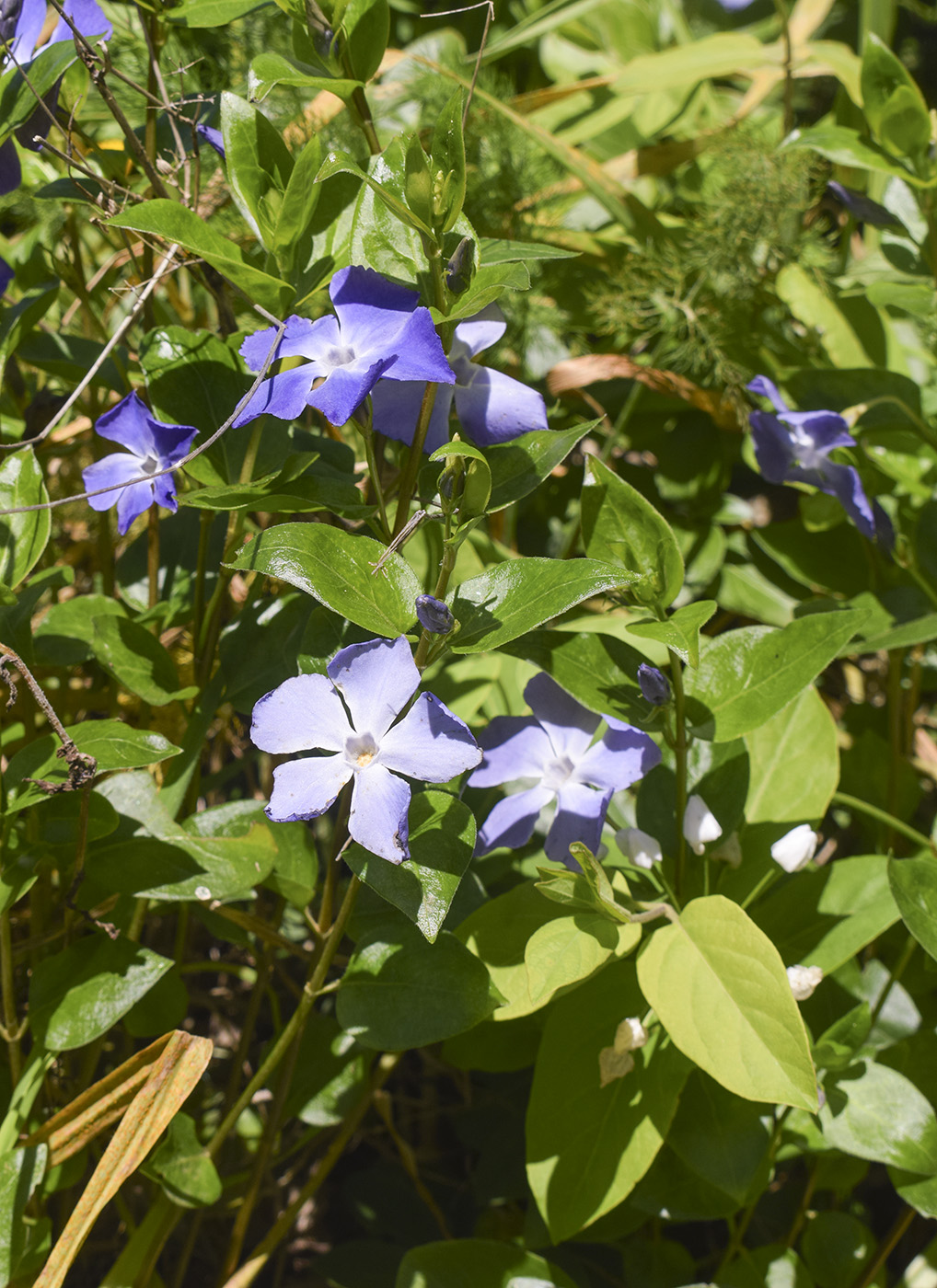 Изображение особи Vinca major.