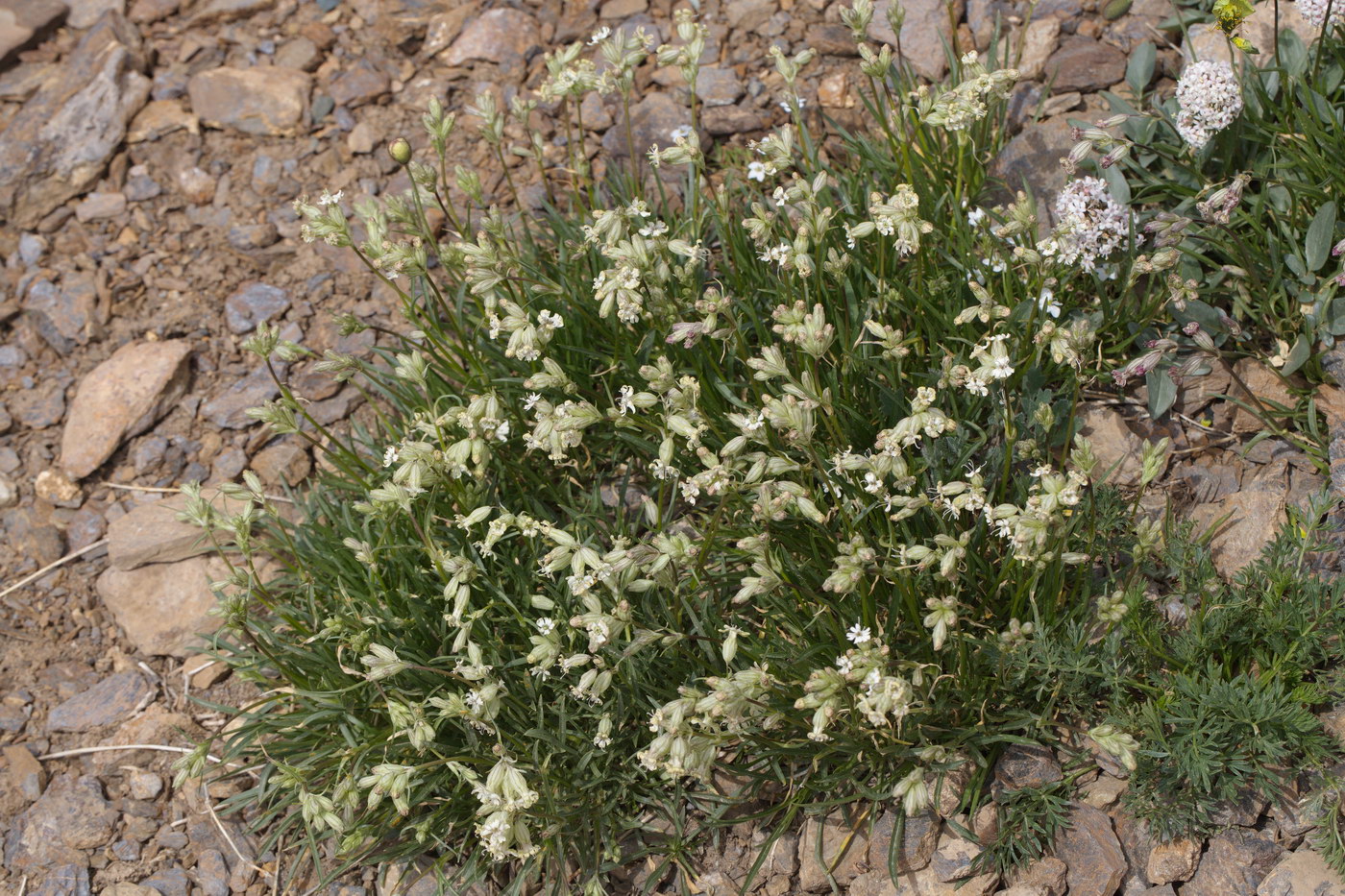 Image of Silene graminifolia specimen.