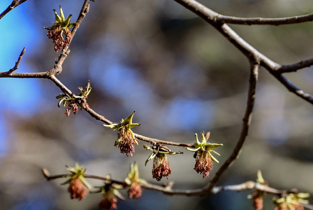Image of Parrotia persica specimen.