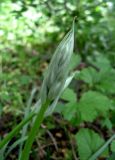 Ornithogalum oreoides