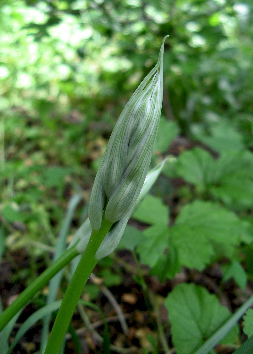 Изображение особи Ornithogalum oreoides.