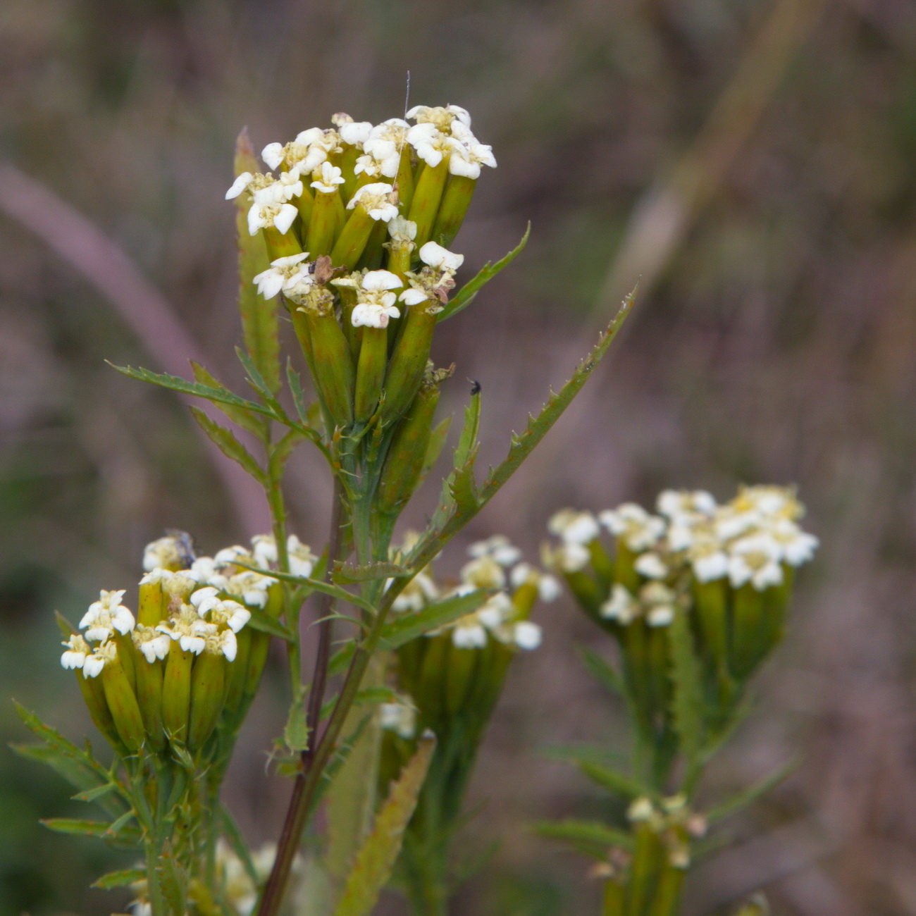 Image of Tagetes minuta specimen.