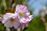 Prunus serrulata. Цветки. Приморский край, г. Владивосток, о. Русский, кампус ДВФУ, аллея. 14.05.2025.