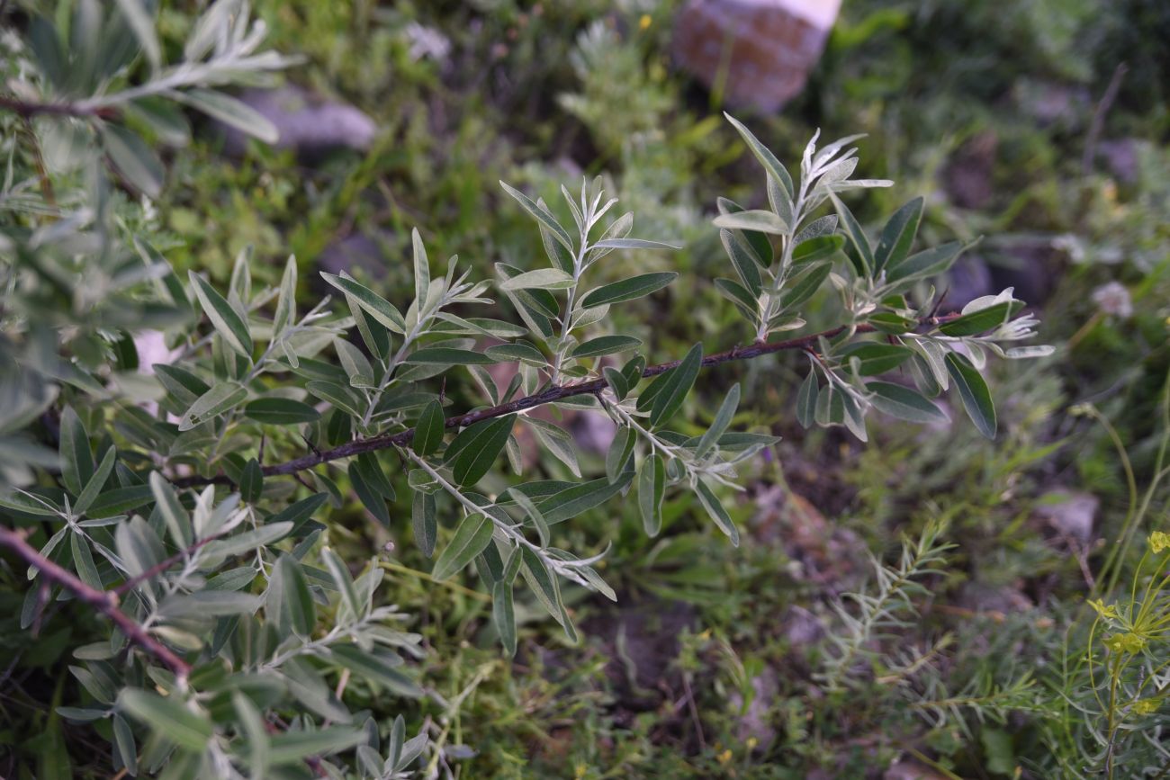 Image of Elaeagnus angustifolia specimen.