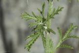 Anthemis monantha. Лист. Крым, городской округ Ялта, окр. пгт Санаторное (Меллас), заброшенный парк. 09.06.2025.