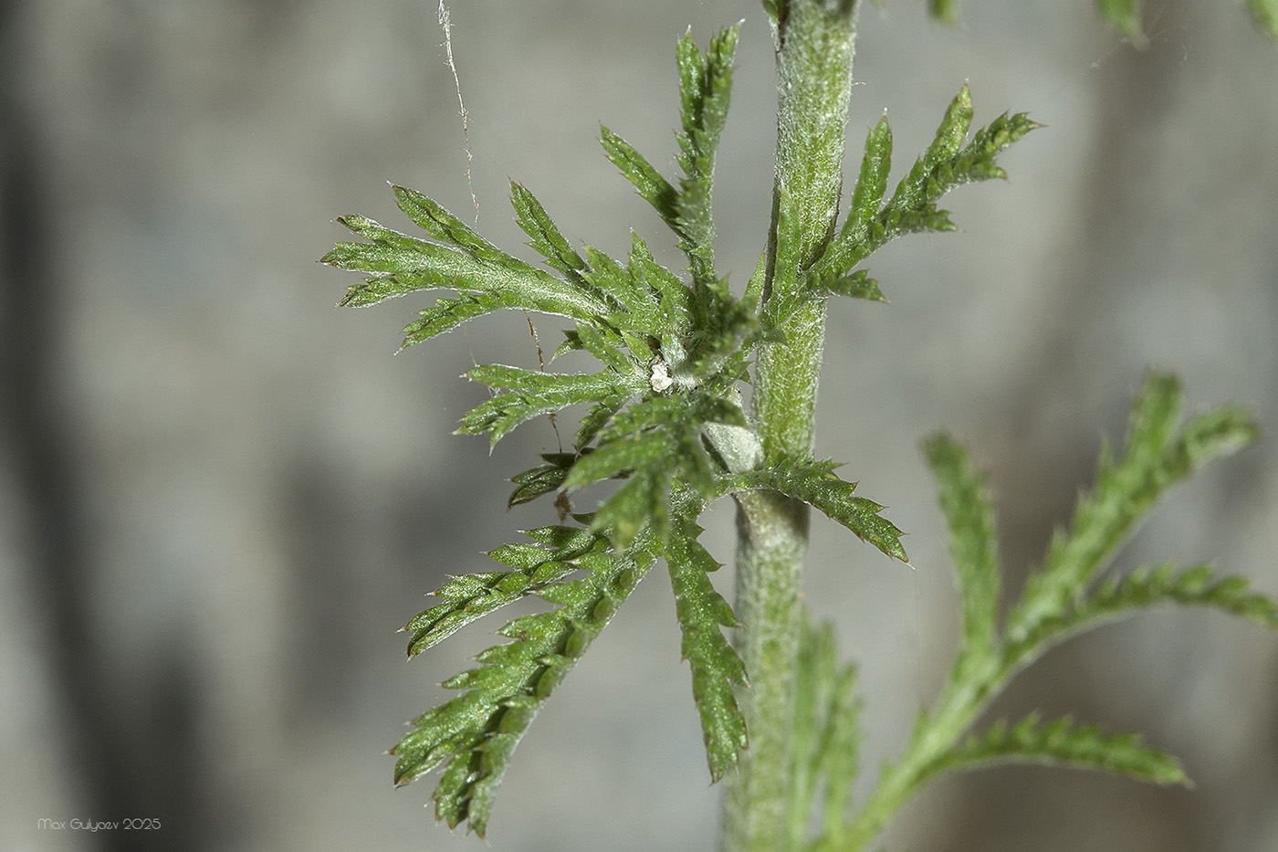 Image of Anthemis monantha specimen.