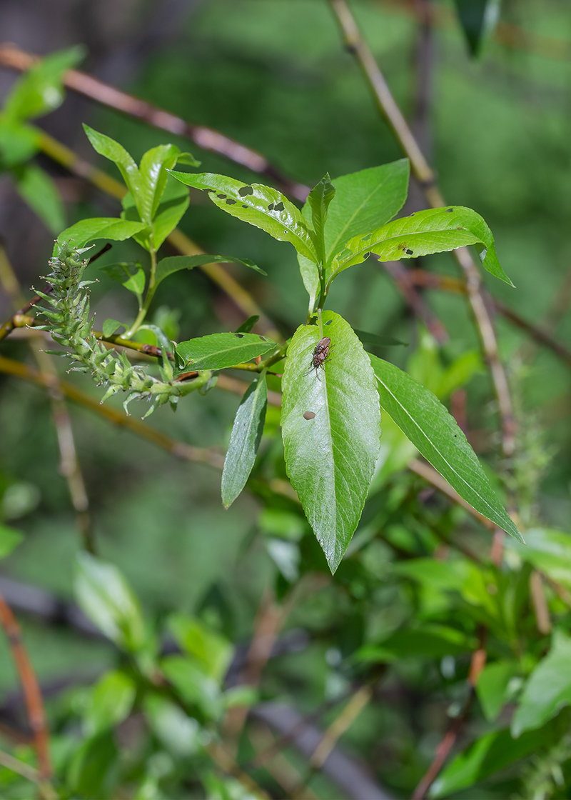 Image of Salix phylicifolia specimen.
