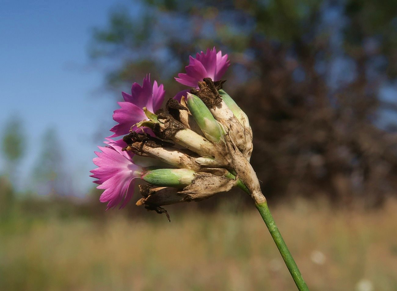 Image of Dianthus platyodon specimen.