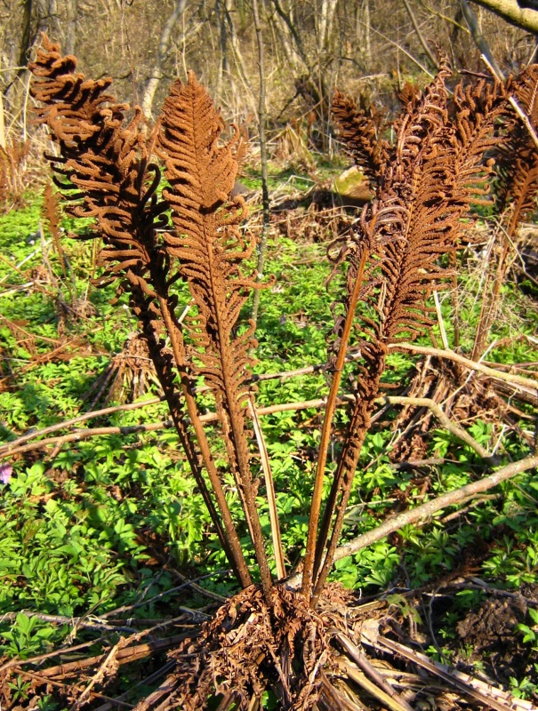 Изображение особи Matteuccia struthiopteris.