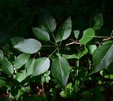 Populus suaveolens
