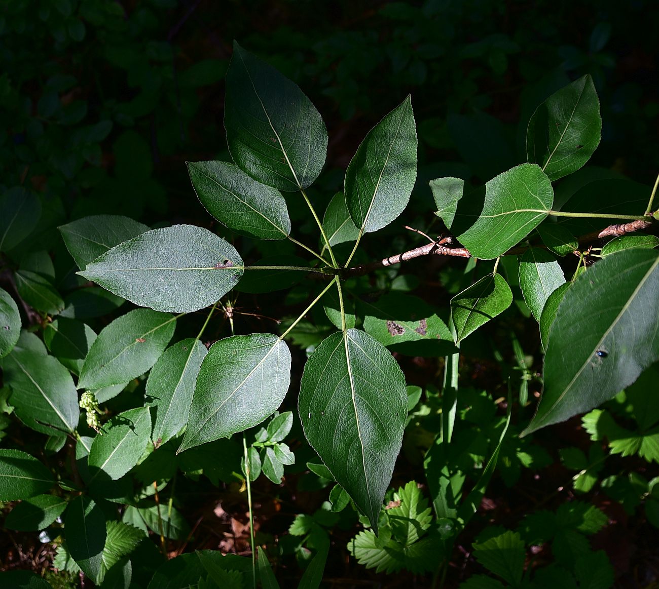 Изображение особи Populus suaveolens.