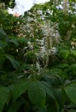 Aesculus parviflora. Соцветие. Калининград, Калининградский зоопарк, в озеленении. 31.07.2025.