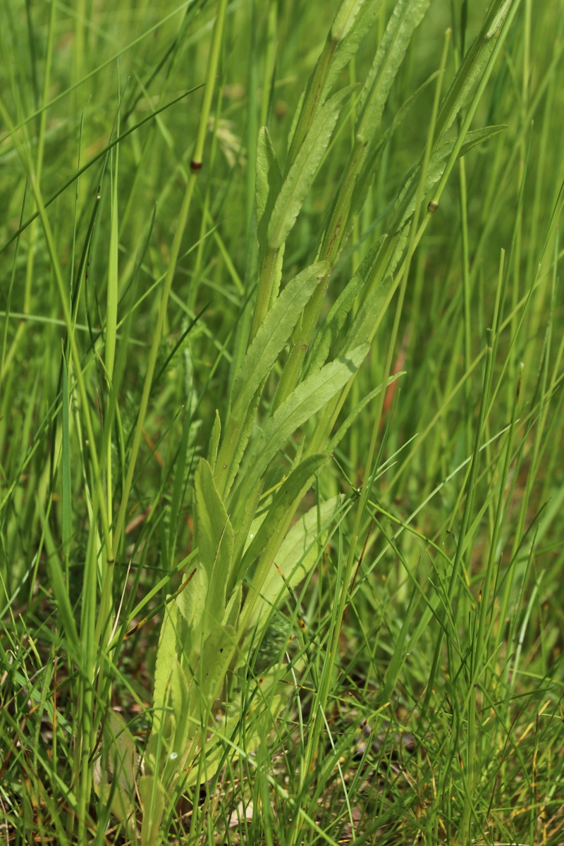Image of Campanula patula specimen.
