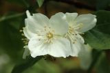 Philadelphus coronarius. Цветок. Беларусь, Витебская обл., пос. Езерище, в культуре. 11.06.2025.