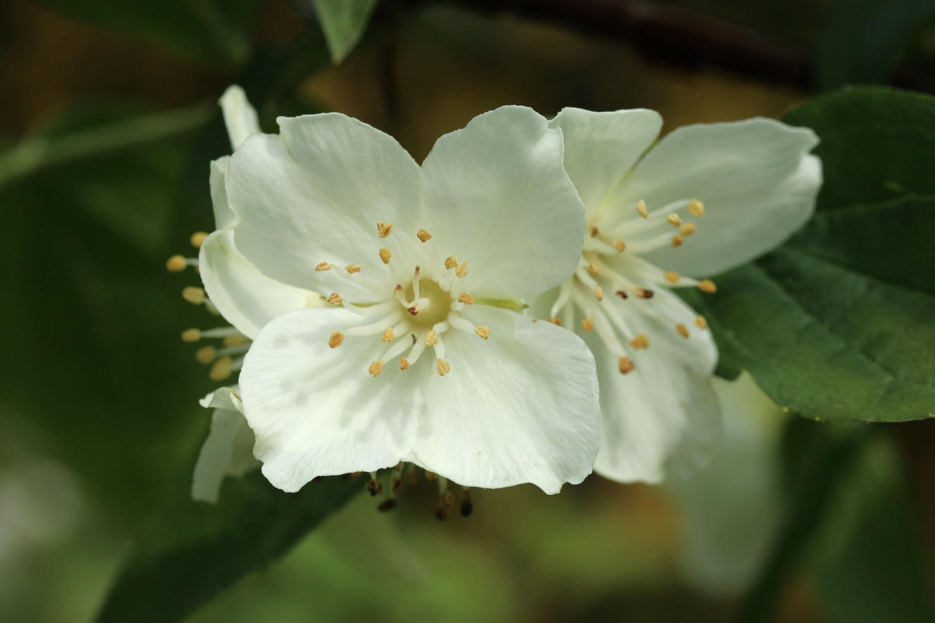 Image of Philadelphus coronarius specimen.