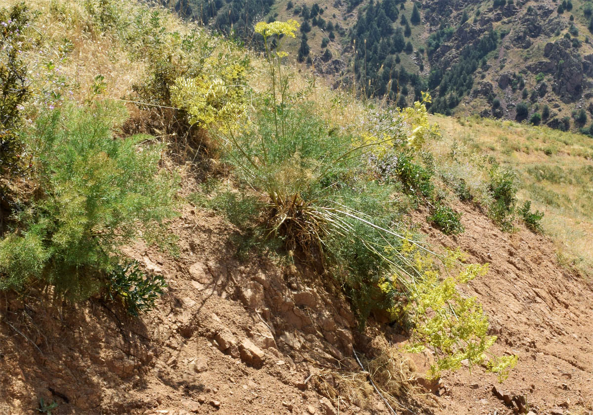 Image of Prangos tschimganica specimen.