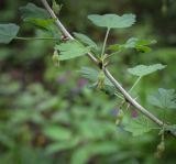 Grossularia uva-crispa. Часть цветущей веточки. Пермский край, г. Пермь, Свердловский р-н, м-н Липовая Гора, липовый лес. 25.05.2025.