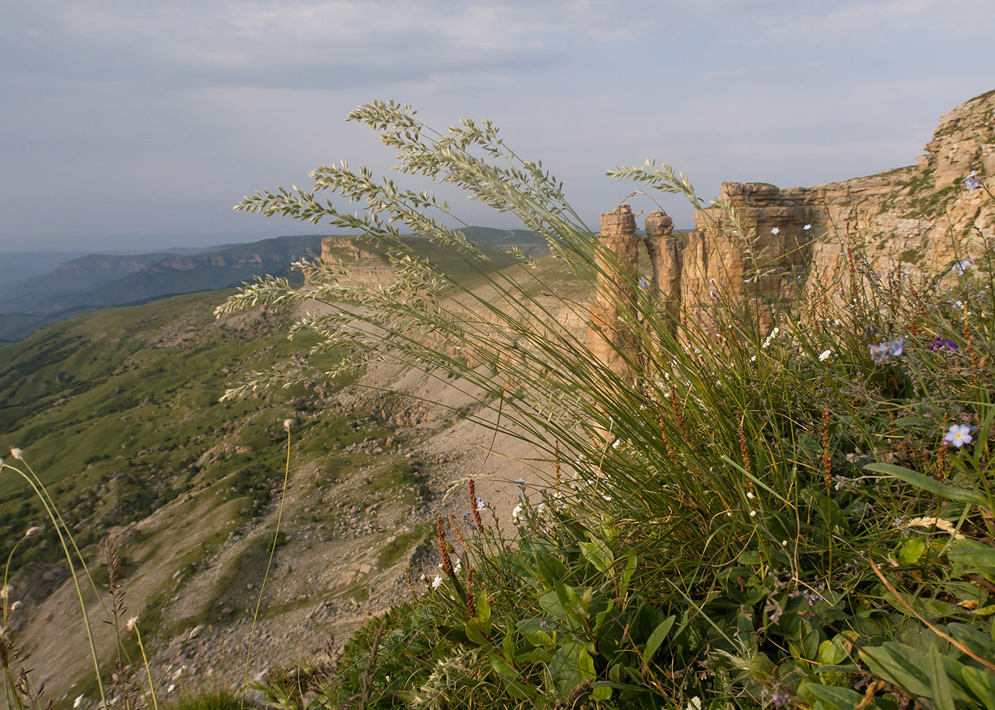 Изображение особи семейство Poaceae.