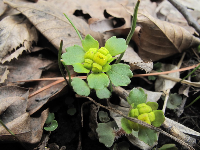 Image of Chrysosplenium pilosum specimen.