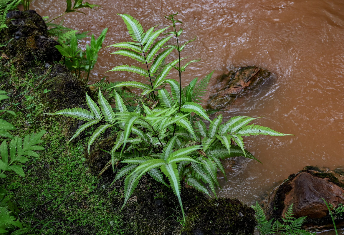 Изображение особи Pteris argyraea.