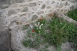 неопознанный вид. Цветущее растение. Турция, ил Ван, крепость Хошаб, ок. стены. 23 мая 2025 г.