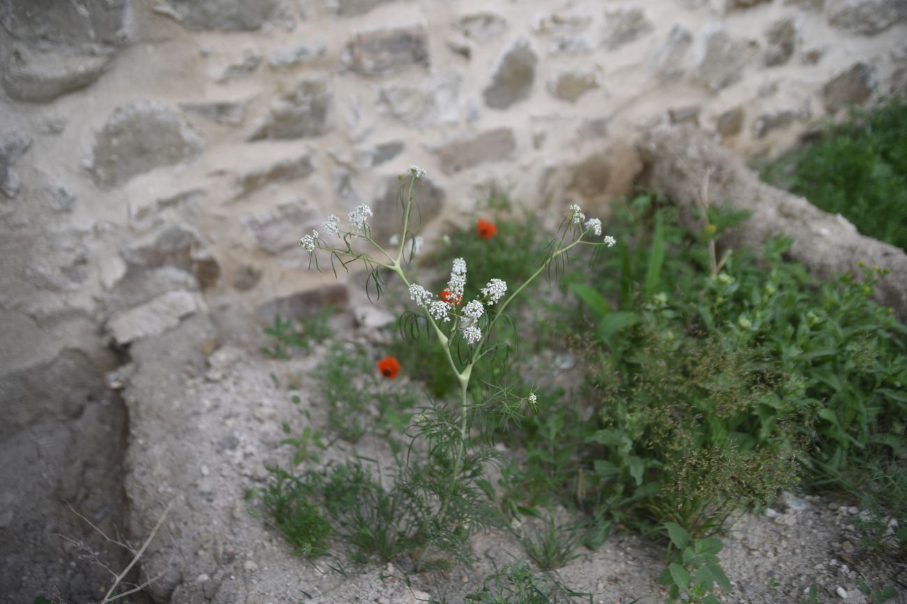 Изображение особи Неопознанный вид.