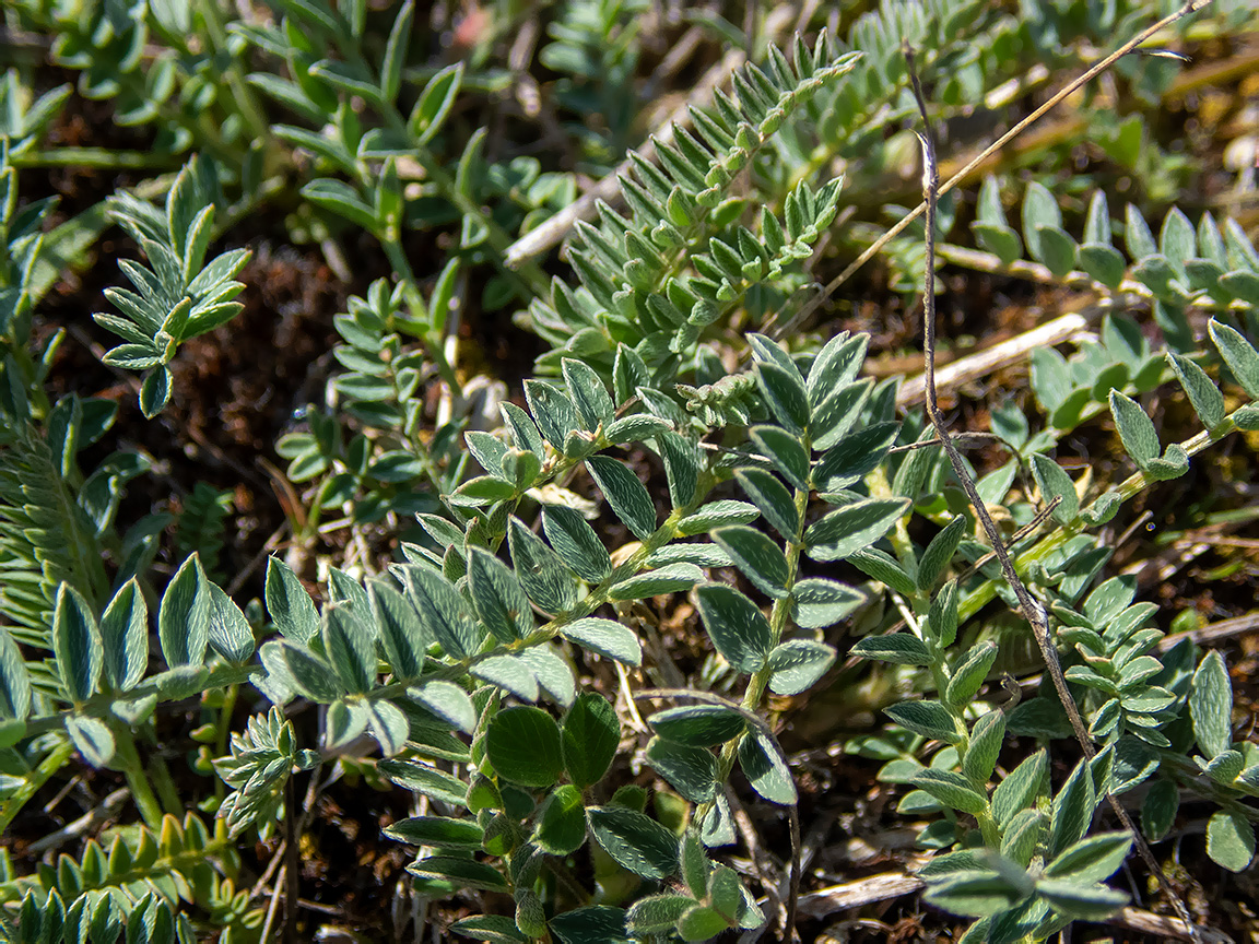 Image of Astragalus suprapilosus specimen.