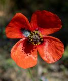 Papaver laevigatum. Цветок. Крым, окр. пос. Новый Свет, подножие горы Сокол (Куш-Кая), опушка смешанного леса с преобладанием сосны, дуба и можжевельника. 19.04.2025.