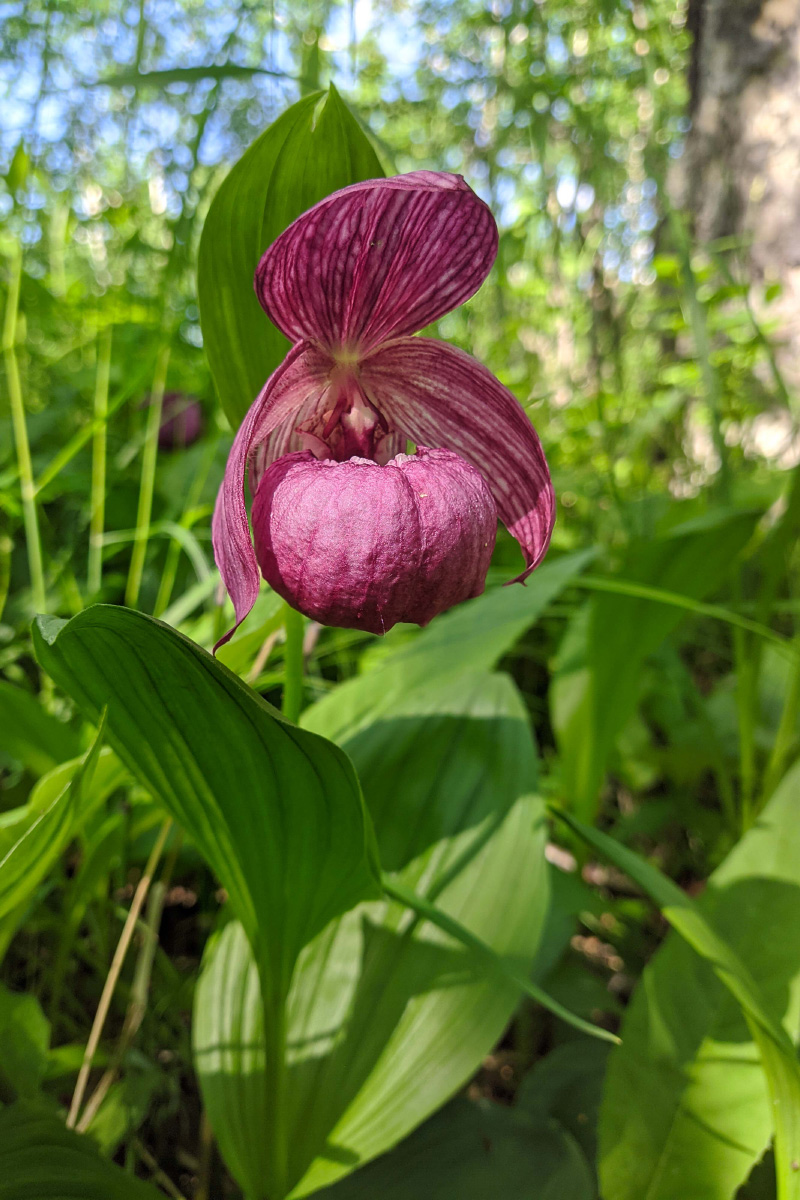 Image of Cypripedium macranthos specimen.