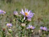 Aster amellus