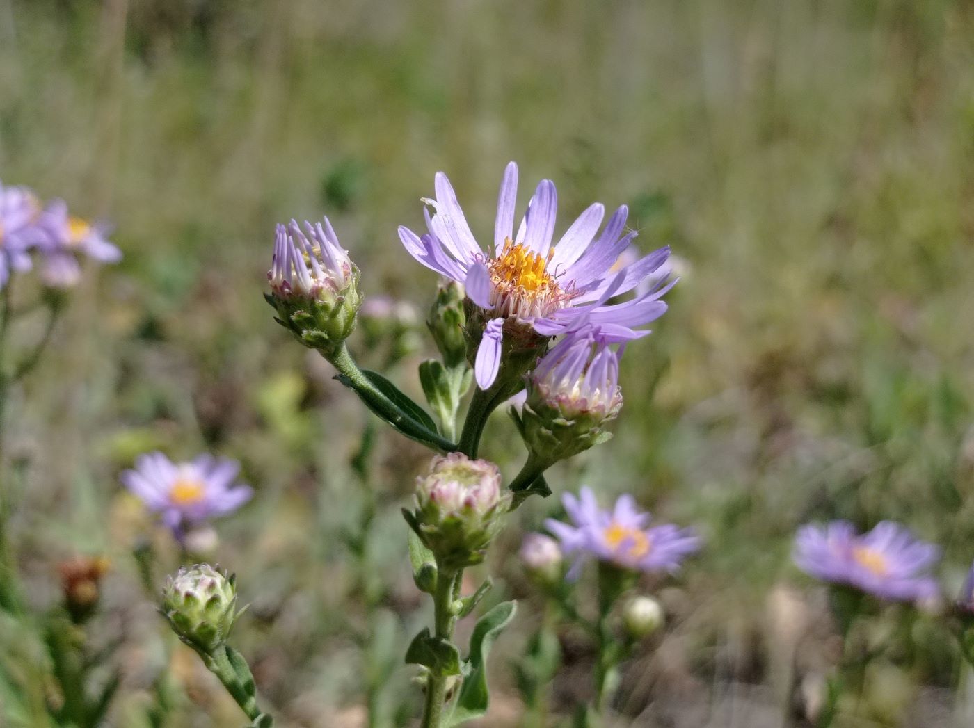 Image of Aster amellus specimen.