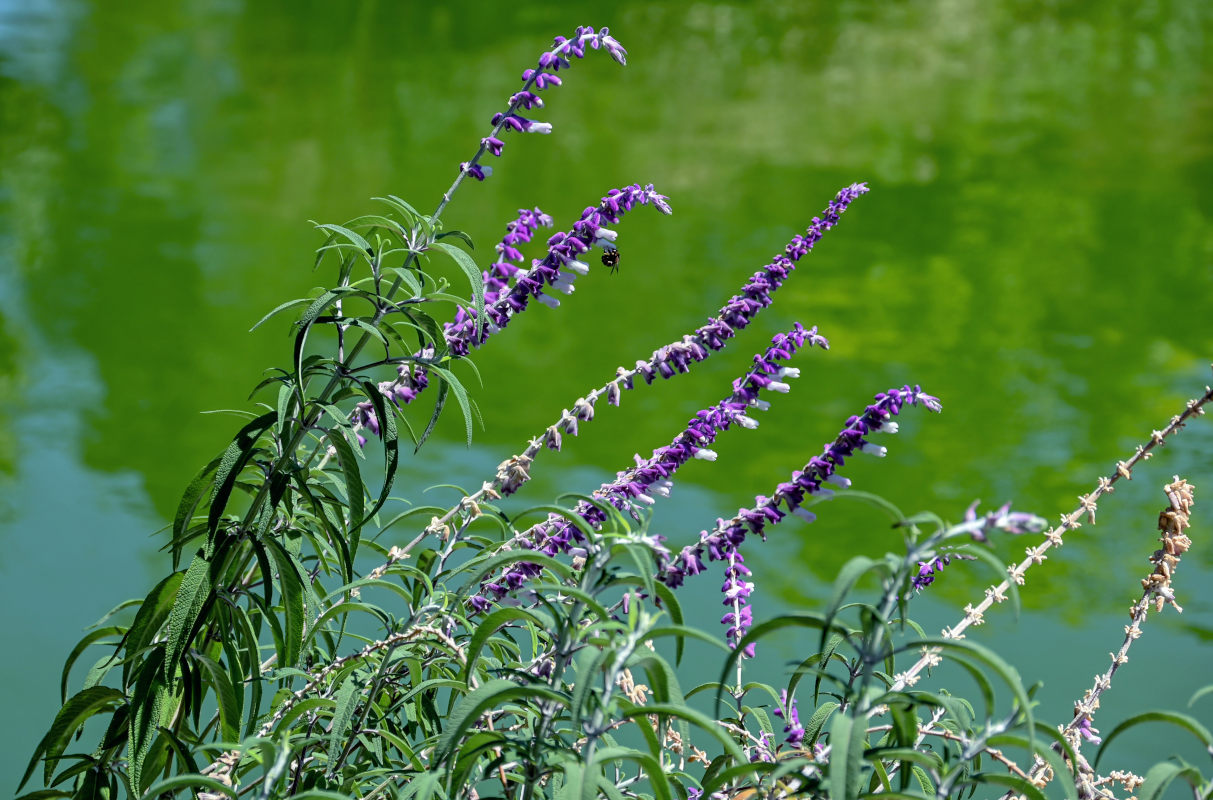 Изображение особи Salvia leucantha.