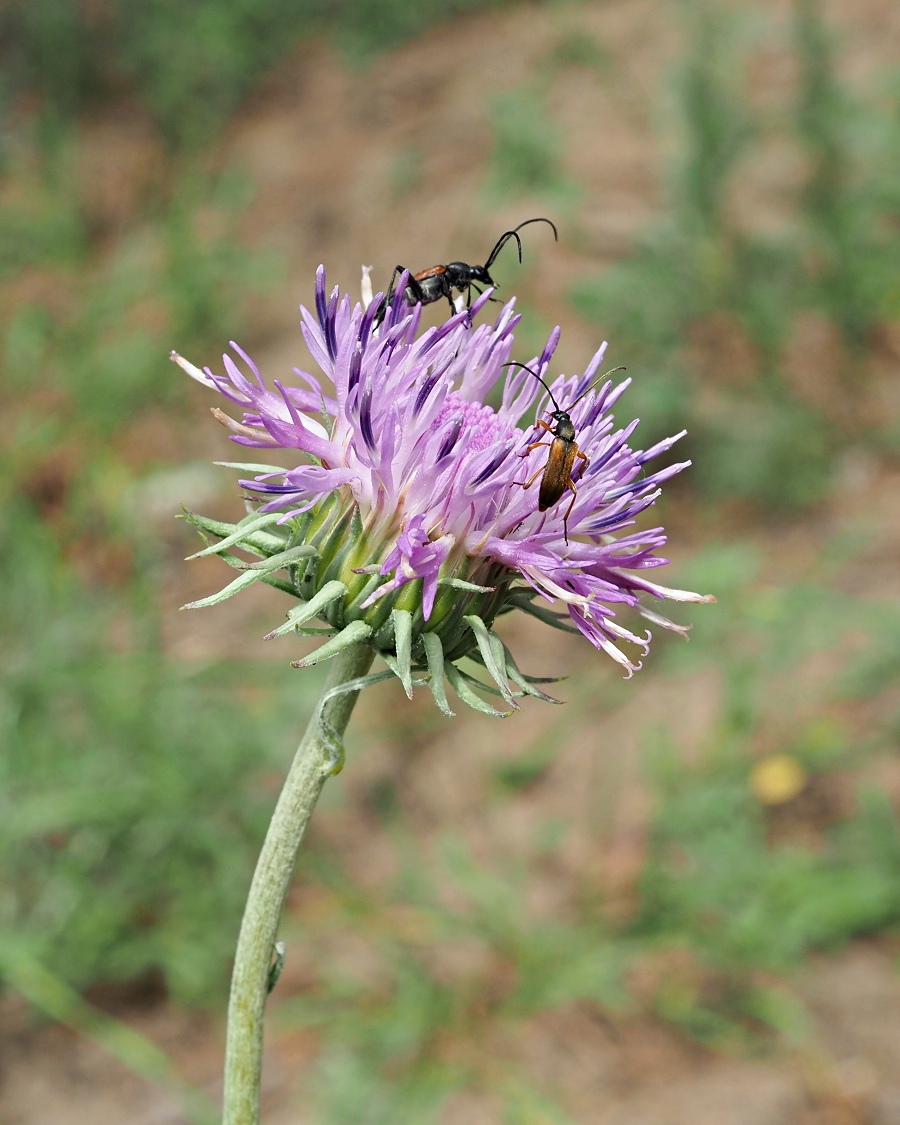 Image of Jurinea cyanoides specimen.