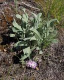 Psephellus sumensis. Цветущее растение. Ульяновская обл., Мелекесский р-н, окр. с. Лебяжье, сосновый бор на дюнах, вырубка под ЛЭП. 09.06.2024.