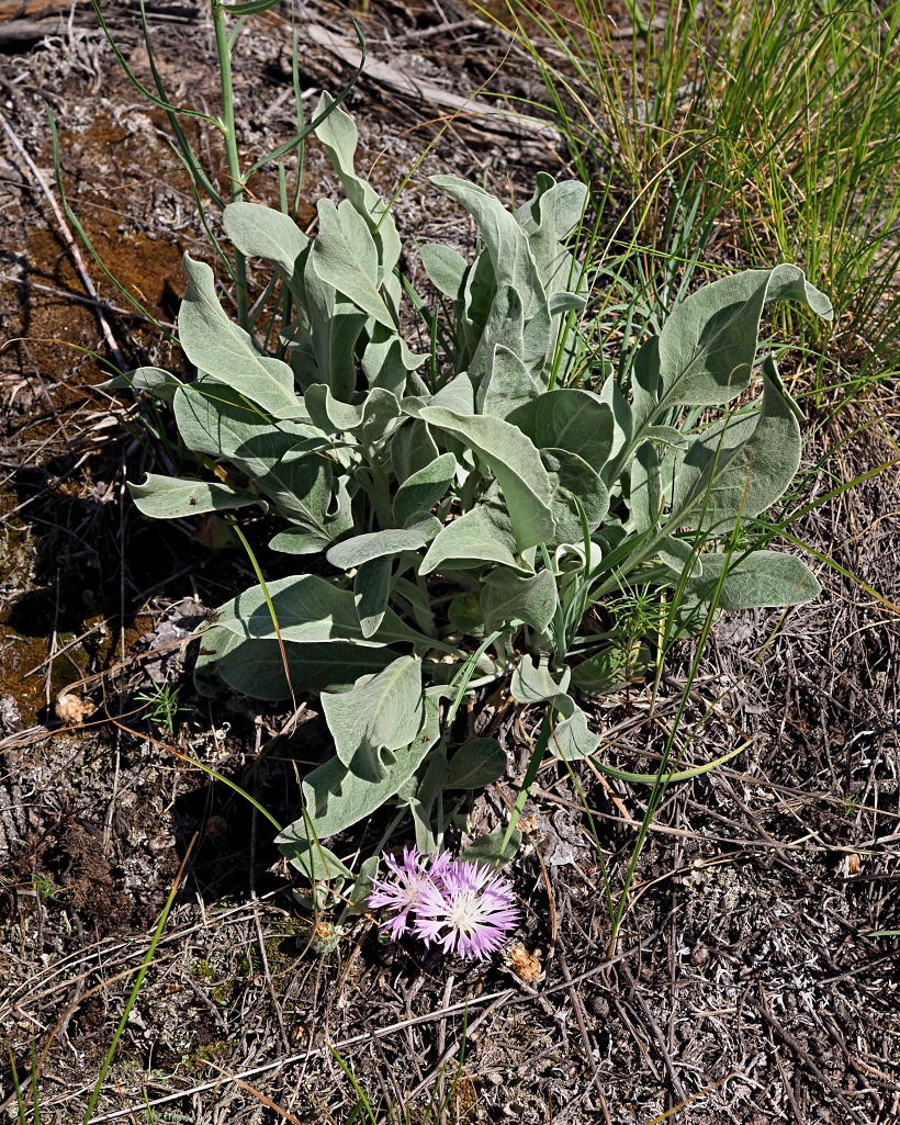 Изображение особи Psephellus sumensis.