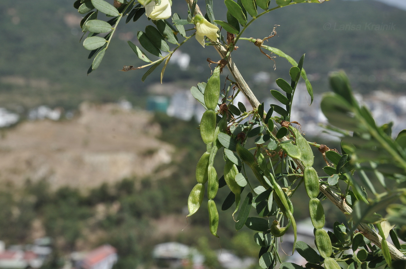 Image of familia Fabaceae specimen.
