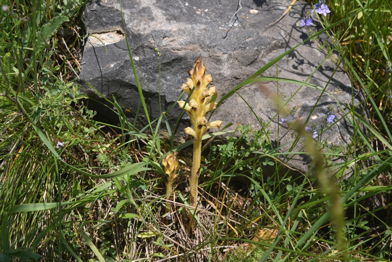 Image of Orobanche lutea specimen.