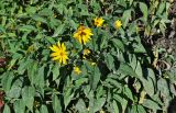 Helianthus tuberosus
