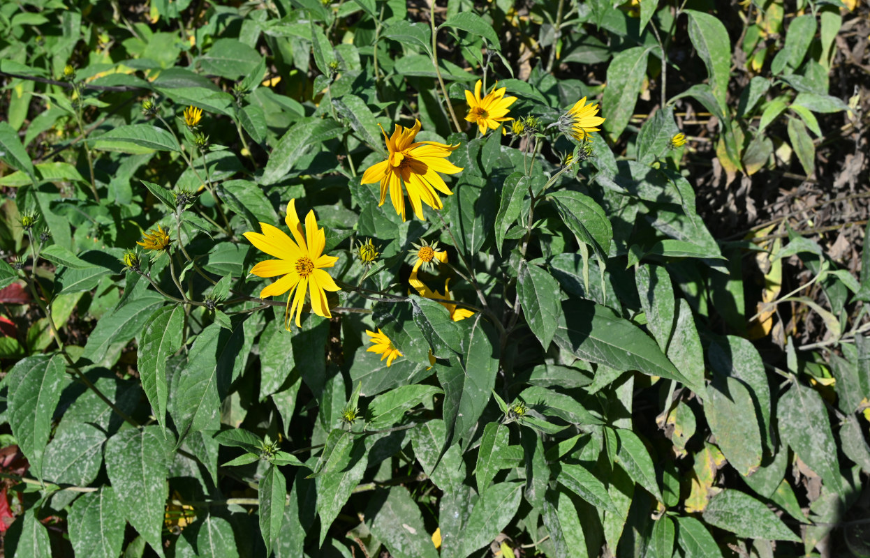 Image of Helianthus tuberosus specimen.