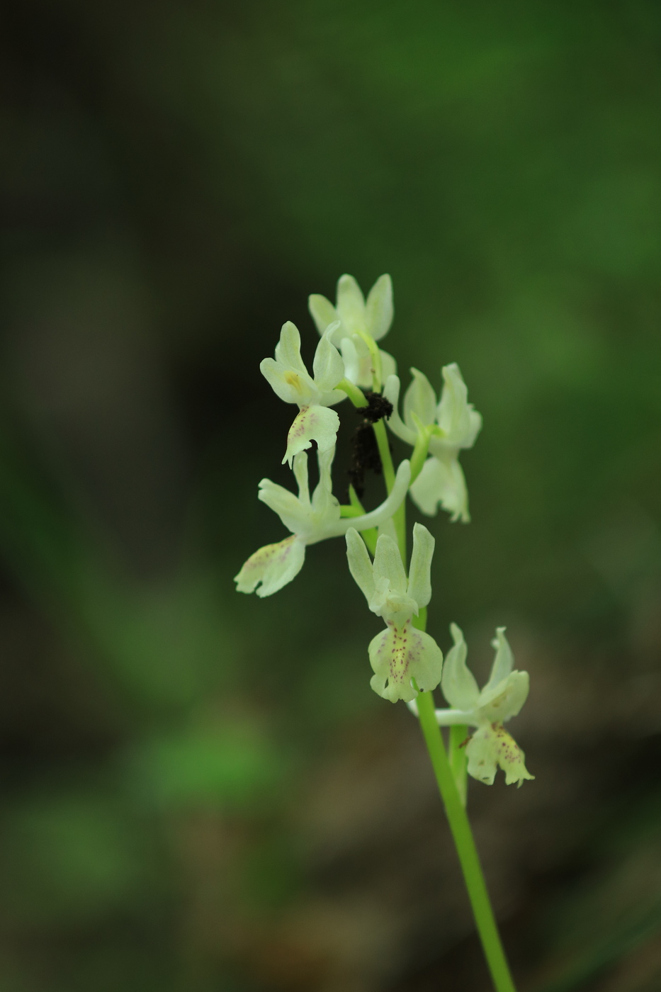 Image of Orchis provincialis specimen.