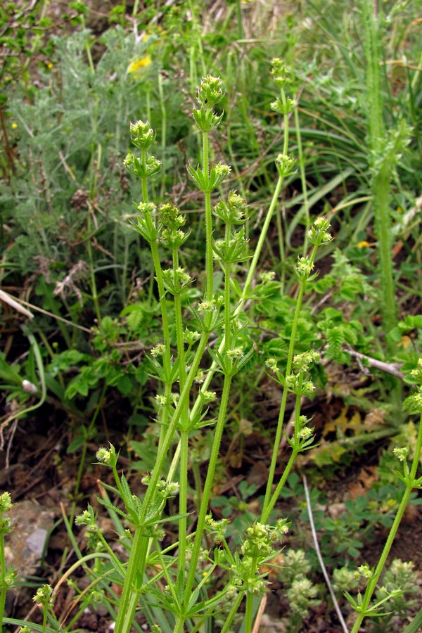 Image of Galium vaillantii specimen.